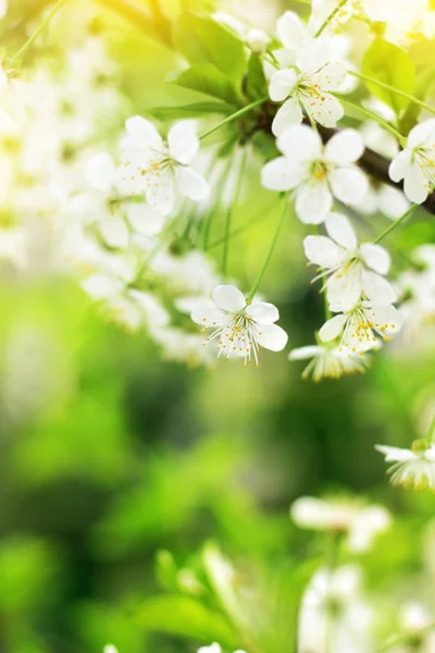 Fiori di ciliegio primaverili primo piano, fiore bianco su ba verde sfocato — Foto Stock