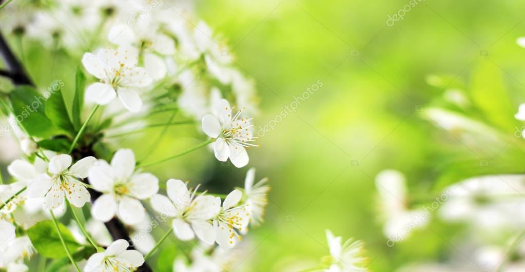 Spring cherry blossoms closeup, white flower on blurred green ba