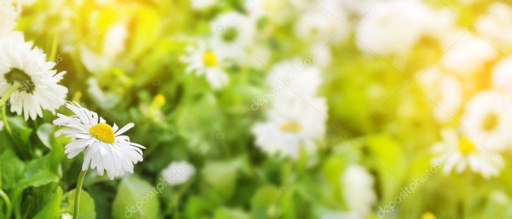 Daisy flowers Closeup of field beautiful white on blurred green 