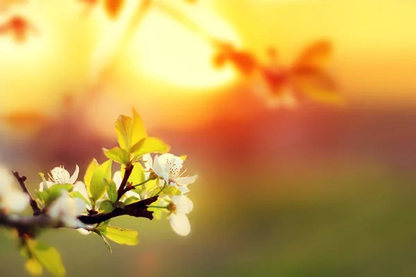 Naplemente. Cseresznye virágok tavasszal virágzó fehér homályos háttérben — Stock Fotó