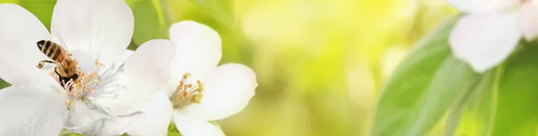 Abelha coleta néctar (pólen) das flores de um qui florido — Fotografia de Stock