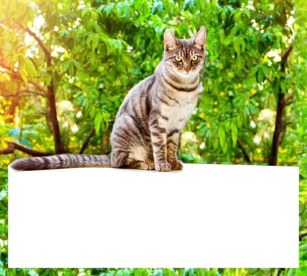 塔比猫坐在白色的表面上 背景是绿叶 网站的横幅 具有文本位置的框架 — 图库照片