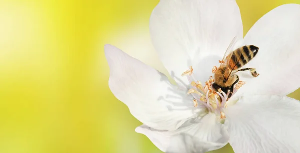 Bee close-up collects nectar (pollen) from the white flower of a — Stock Photo, Image