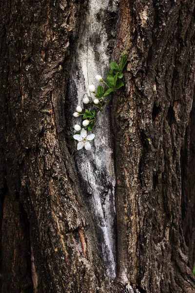 Frühling blühender Zweig von Kirschblüten auf einer Baumrinde. Dramaturgie — Stockfoto