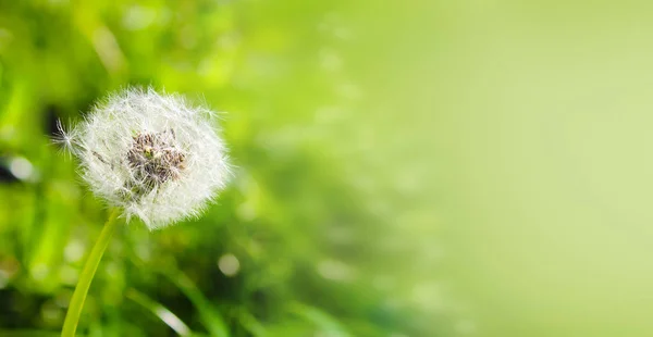 Diente de león blanco sobre un fondo verde con bokeh, banner para web — Foto de Stock