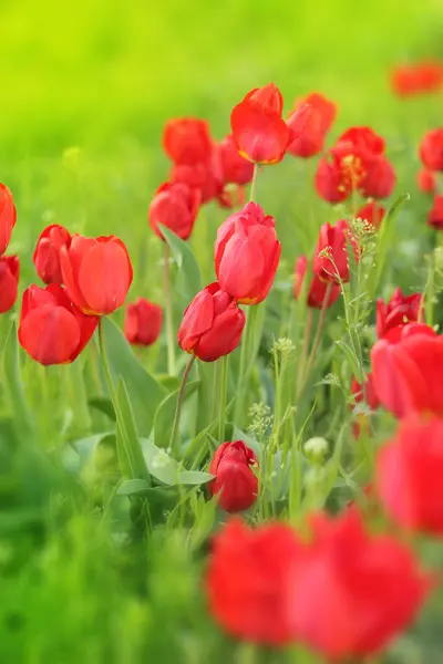 Rote Tulpen Blumen auf einem Hintergrund aus grünem Gras Nahaufnahme — Stockfoto