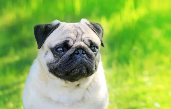 Pug dog portrait purebred isolated on a blurred background of gr — Stock Photo, Image