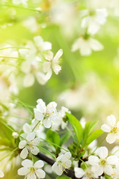 Spring cherry blossoms closeup, white flower on blurred green ba — Stock Photo, Image