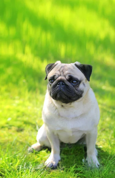 Pug dog portrait purebred sitting on a blurred background of gre — Stock Photo, Image