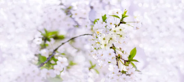Spring cherry blossoms closeup, white flower on blurred backgrou