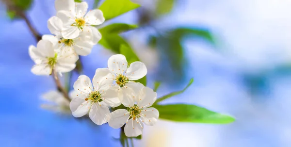 A fehér virág közeli, makró, miközben gyűjtő pollen Bee — Stock Fotó