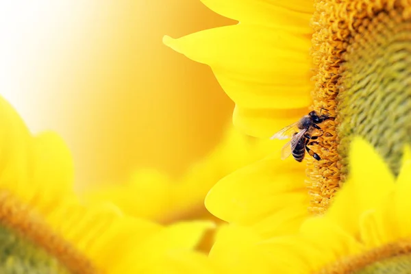 Bee collects nectar from a sunflower flower on orange background — Stock Photo, Image