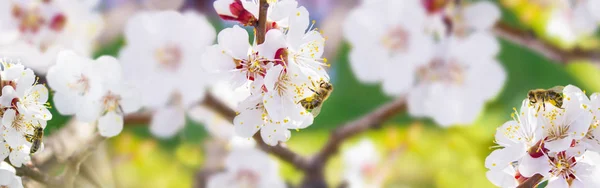 Lente. Bee verzamelt nectar (stuifmeel) van de witte bloemen van een — Stockfoto