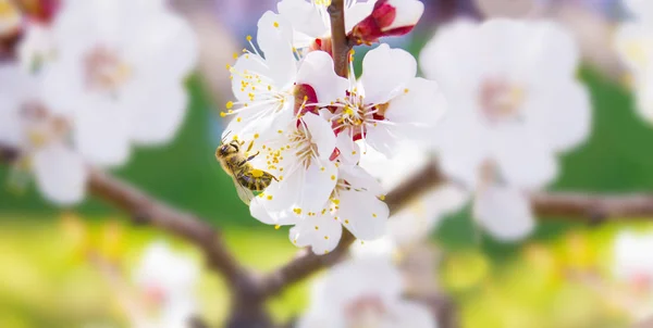 春天.蜜蜂收集花蜜 (花粉) 从白色的花朵 图库照片