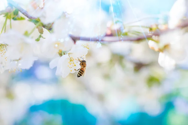 Tavaszi. Méh nektárt (pollen) gyűjt a fehér virágok a — Stock Fotó