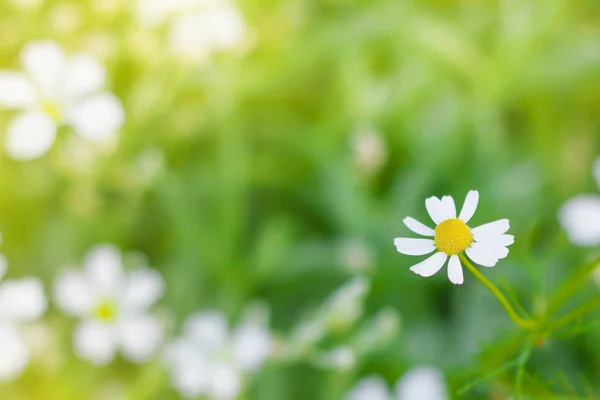 カモミール (野生ヒナギク) 春の花はフィールドの背景です。自然 — ストック写真