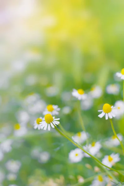 洋甘菊 (野雏菊) 春花田背景。自然 — 图库照片