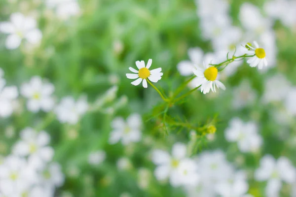 カモミール (野生ヒナギク) 春の花はフィールドの背景です。自然 — ストック写真