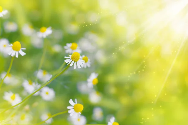 Chamomile (wild Daisies) Spring flowers field background in sun — Stock Photo, Image