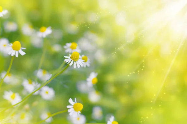 太陽の下で背景をフィールドのカモミール (野生ヒナギク) 春の花 — ストック写真