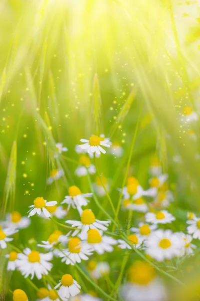 太陽の下で背景をフィールドのカモミール (野生ヒナギク) 春の花 — ストック写真