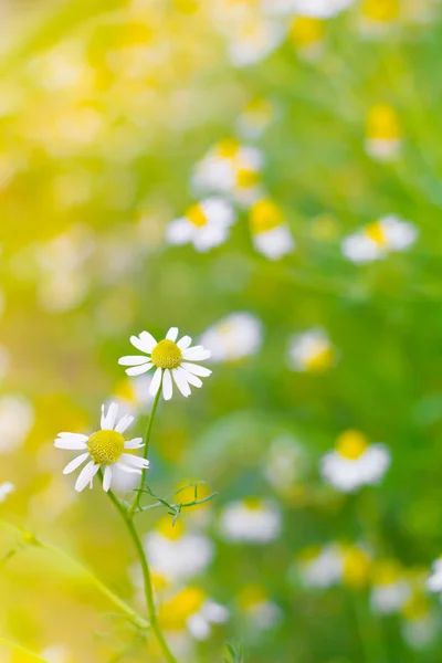 カモミール (野生ヒナギク) 春の花はフィールドの背景です。自然 — ストック写真