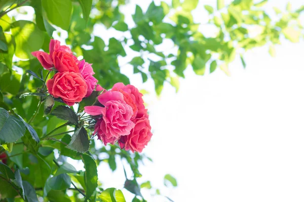 Red rose against a background of green leaves and a white backgr — Stock Photo, Image