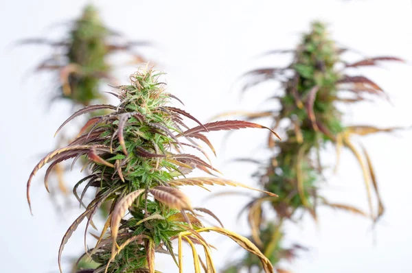Cannabis Növény Rügyekkel Fehér Háttér Ága — Stock Fotó