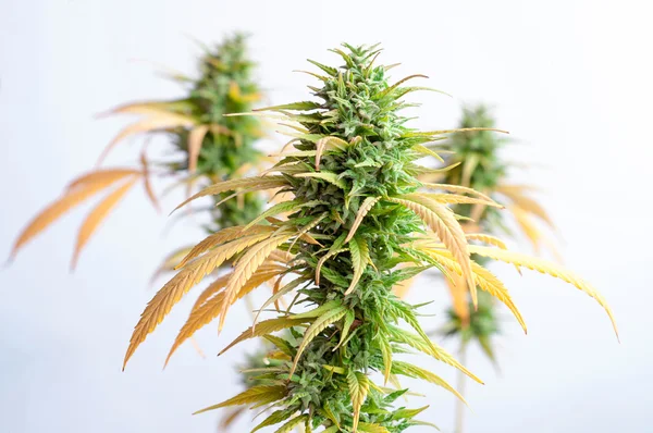 Planta de cannabis madura — Fotografia de Stock