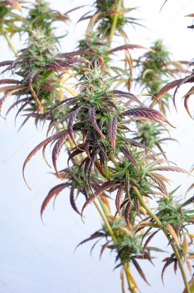 mature cannabis plant 