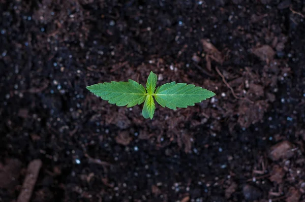 Cannabisplantan närbild — Stockfoto