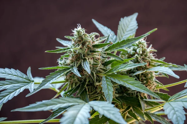 Cannabis planta feminina — Fotografia de Stock