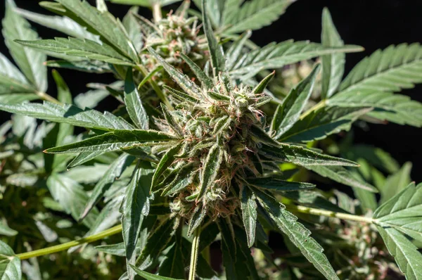 Cannabis planta feminina — Fotografia de Stock