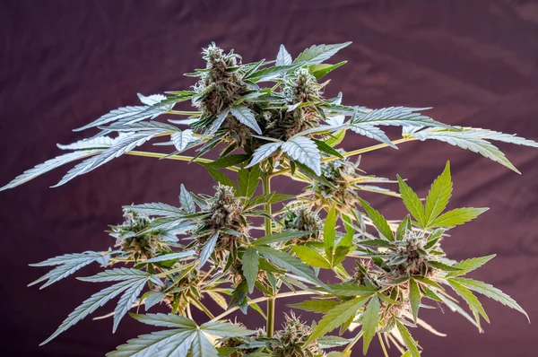 Cannabis női növény — Stock Fotó