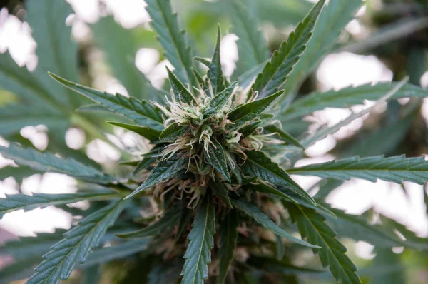 Cannabis female  plant — Stock Photo, Image
