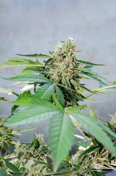 Kannabisz Növény Bud Közelről — Stock Fotó