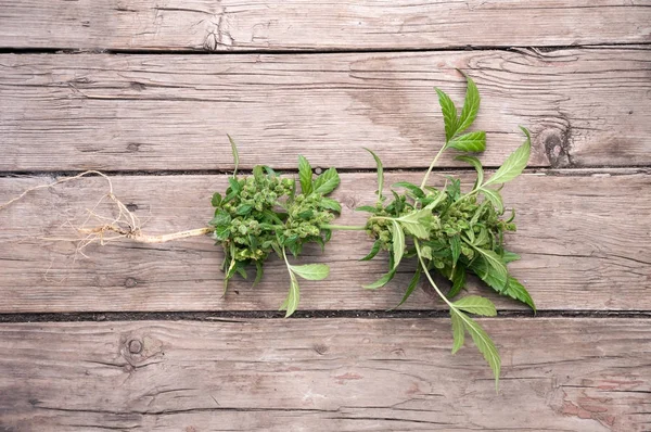 Cannabis weibliche Pflanze — Stockfoto