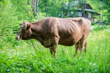 Yaz bulutlu günde Karpat Dağları çayır üzerinde otlatma atlar çayıra