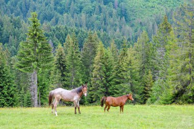 Yaz bulutlu günde Karpat Dağları çayır üzerinde otlatma atlar çayıra