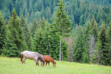 Yaz bulutlu günde Karpat Dağları çayır üzerinde otlatma atlar çayıra