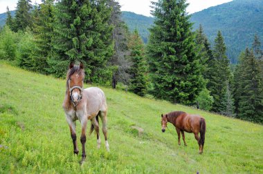 Yaz bulutlu günde Karpat Dağları çayır üzerinde otlatma atlar çayıra