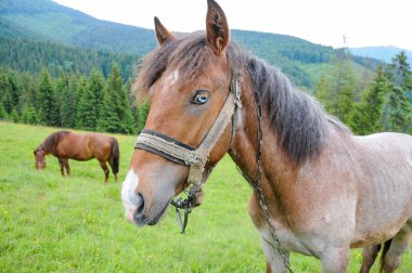 Yaz bulutlu günde Karpat Dağları çayır üzerinde otlatma atlar çayıra