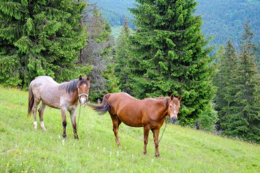 Yaz bulutlu günde Karpat Dağları çayır üzerinde otlatma atlar çayıra