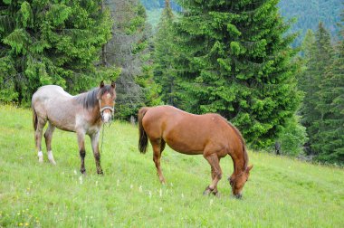 Yaz bulutlu günde Karpat Dağları çayır üzerinde otlatma atlar çayıra