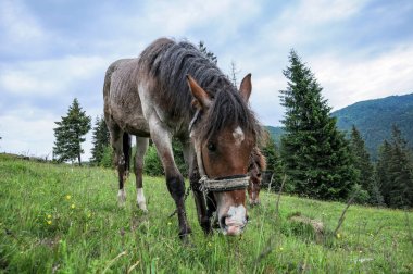 Yaz bulutlu günde Karpat Dağları çayır üzerinde otlatma atlar çayıra