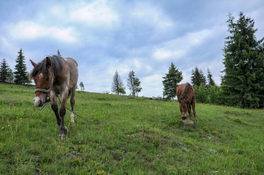 Yaz bulutlu günde Karpat Dağları çayır üzerinde otlatma atlar çayıra