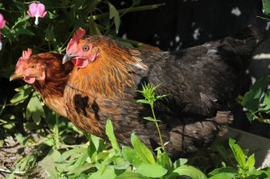 Yaz bulutlu günde Karpat Dağları çayır üzerinde otlatma atlar çayıra