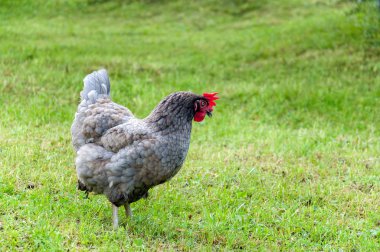 Kırmızı tarak yeşil çimenlerin üzerine yaz güneşli bir günde otlatma ile gri horoz