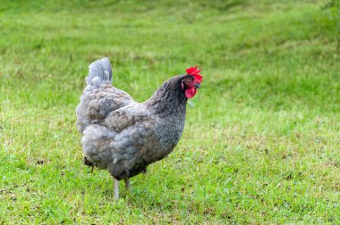 Kırmızı tarak yeşil çimenlerin üzerine yaz güneşli bir günde otlatma ile gri horoz