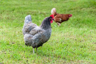 Kırmızı tarak yeşil çimenlerin üzerine yaz güneşli bir günde otlatma ile gri horoz